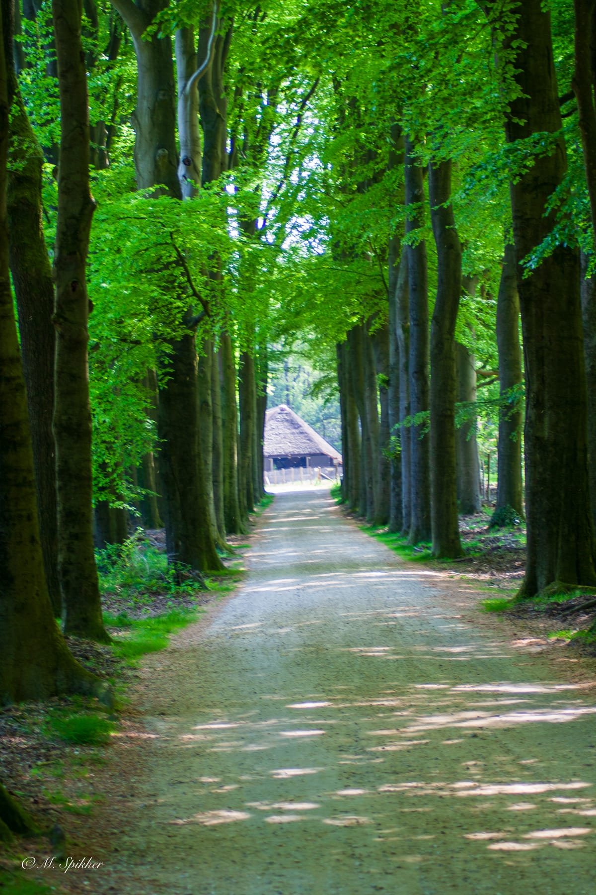 Went to the sheepfold