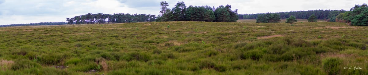 Exploring the Enchanting 'Woeste Hoeve' Forest