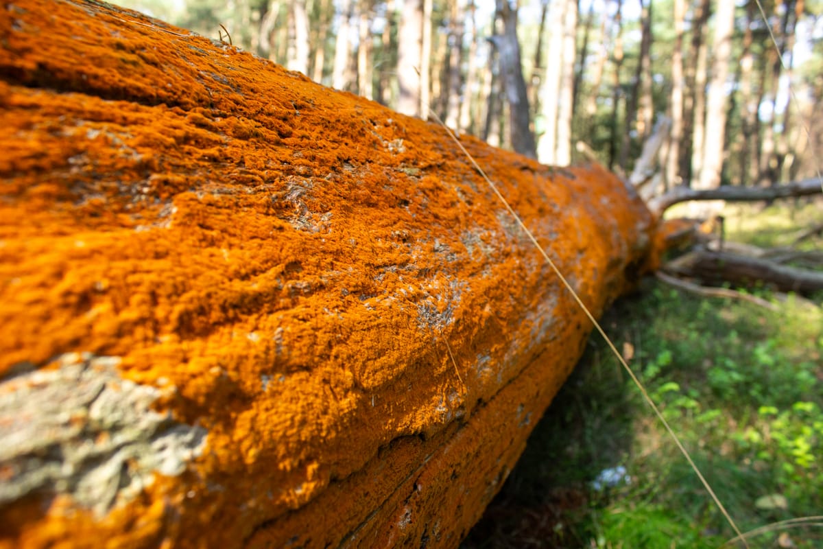 Went for a walk in the forest Het Deelerwoud