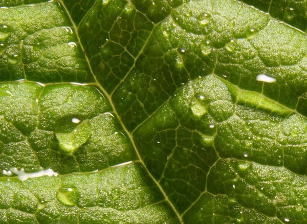 First try of macro photography