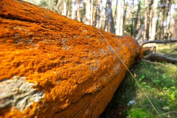 Went for a walk in the forest Het Deelerwoud