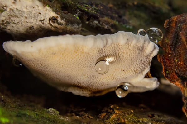 Looking for mushrooms in Berg en Bos